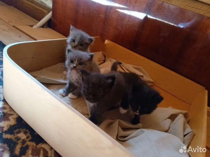 Домашние животные котята бесплатно