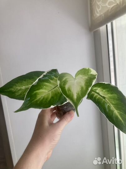 Диффенбахия кул бьюти