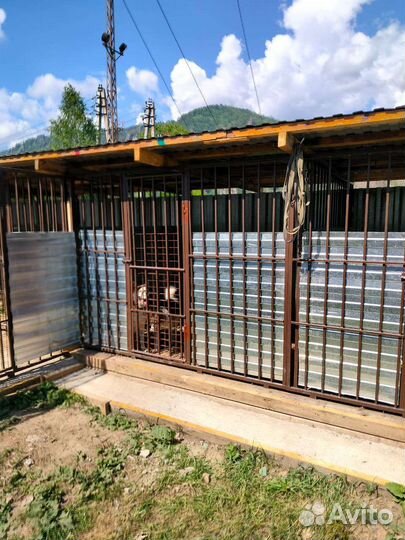 Уход за животными,передержка, зоогостиница