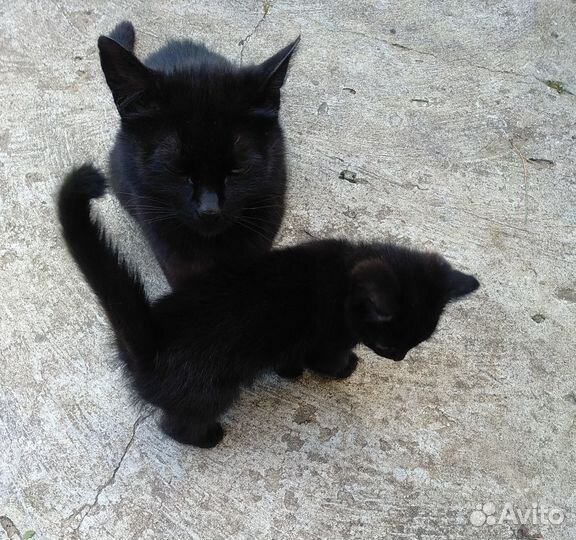 Черный котенок девочка