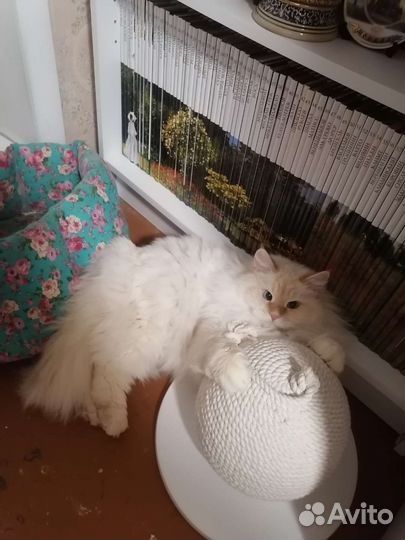 Когтеточка шар 