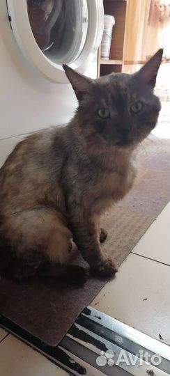 Кот в добрые руки