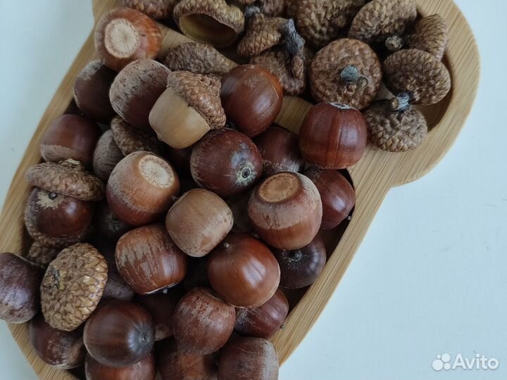 Жёлуди дубовые для поделок и творчества
