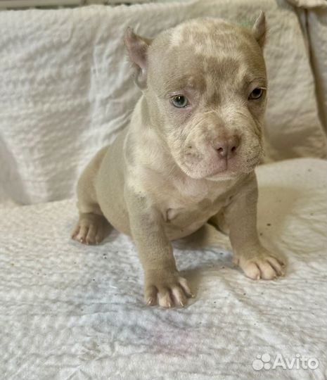 Щенки амереканский були покет