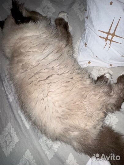 Кот в добрые руки