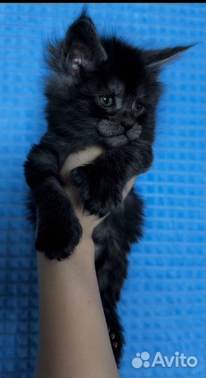 Котенок мейкун