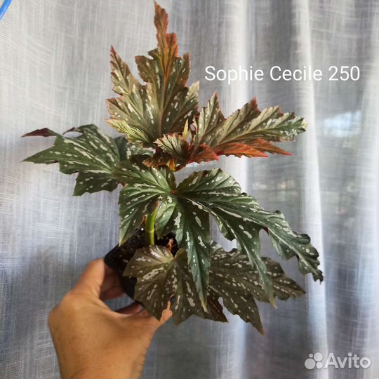 Бегонии кейн