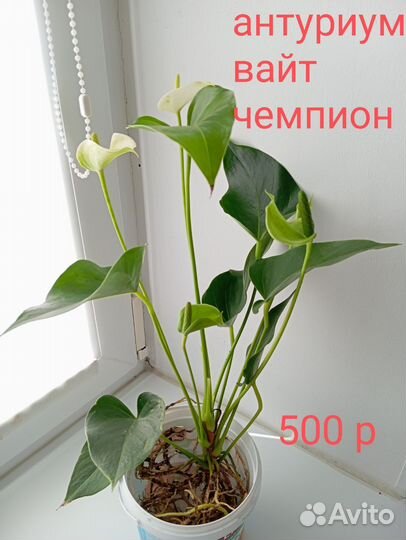 Замиокулькас