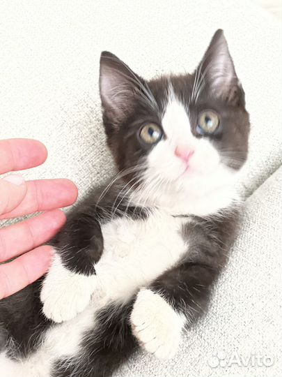 Котята игривые 2 месяца