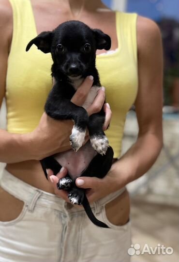 Отдаю собаку в добрые руки