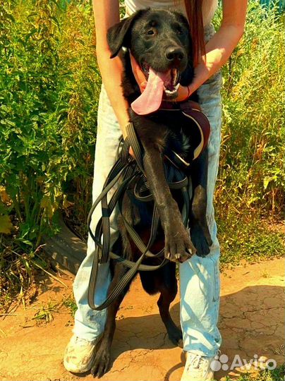 Маришка в добрые руки