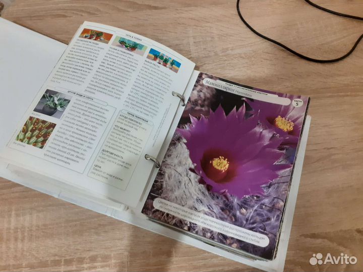 Каталог комнатных растений