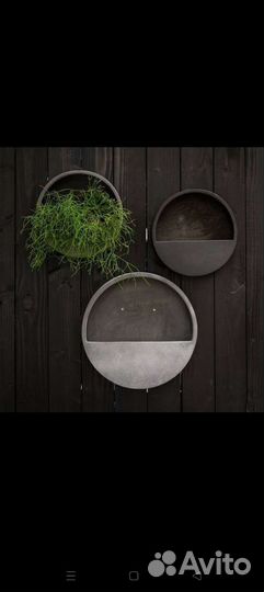 Хатиора суккулент