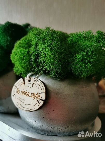Кашпо со стабилизированным мхом