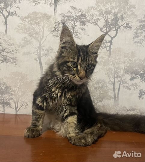 Майн- кун девочка