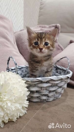 Кошки бесплатно