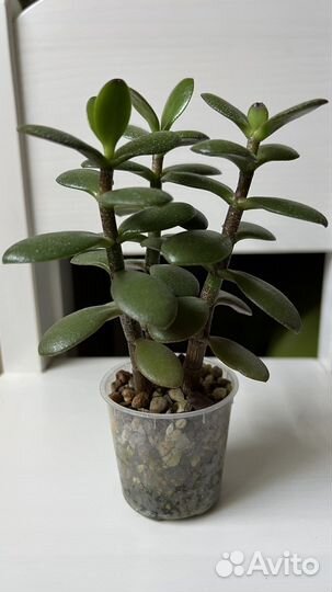 Толстянка. Суккуленты