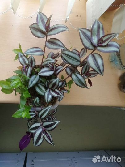 Бегония, традесанции