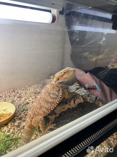Барадатые агамы с террариумом