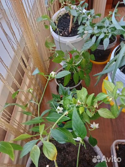 Продаю набор цветов алоэ 3шт.перец горький 5шт