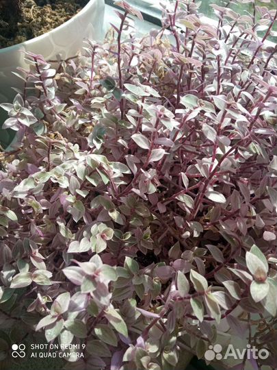 Каллизия розовая пантера