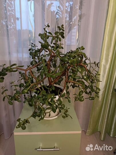 Крассула толстянка