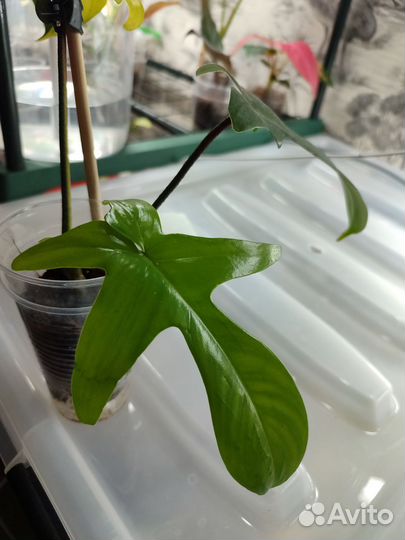 Филодендрон маска вариегатная