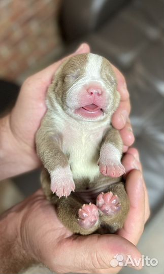 Американский булли покет щенки