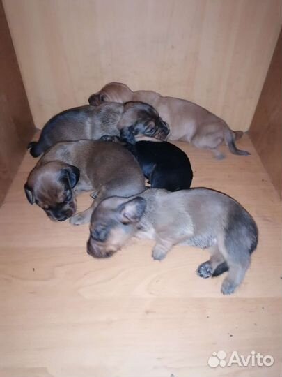 Щенки таксы