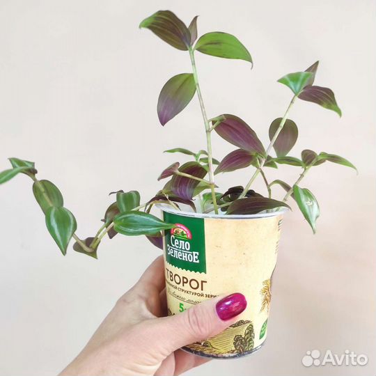 Традесканция зебрина