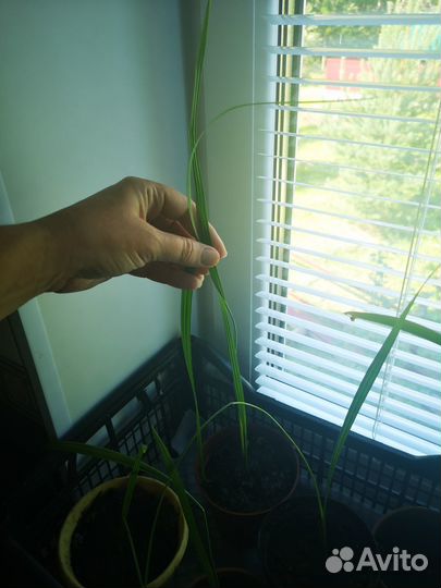 Саженцы пальмы финиковой