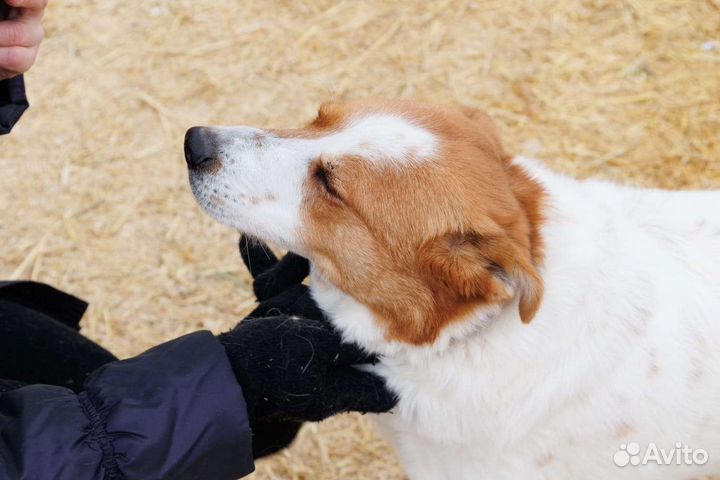 Собака Белка ищет дом