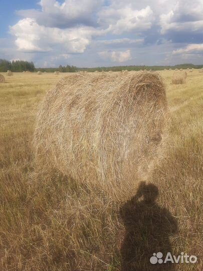 Продам сено в рулонах