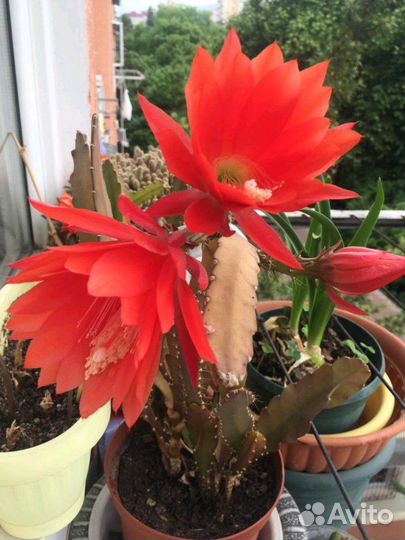 Гуерния в ассортименте