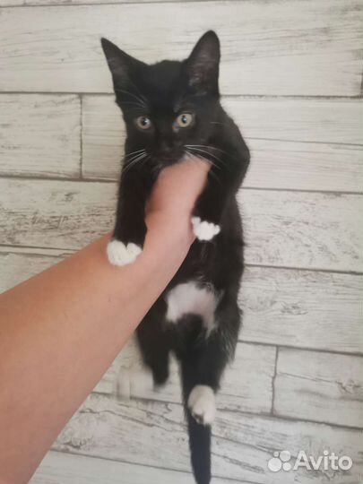 Котёнок метис в самые добрые руки