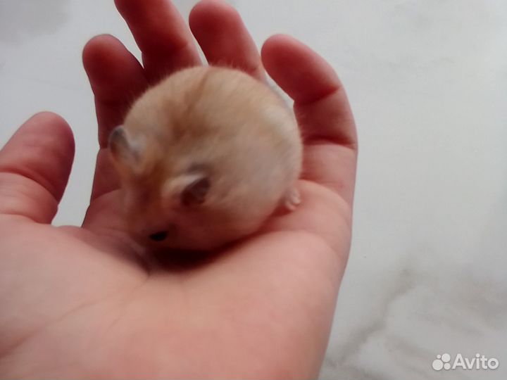 Хомячата