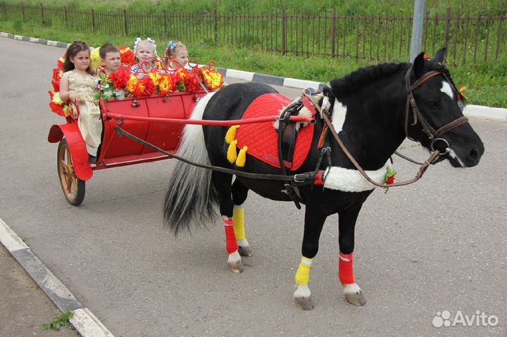 Заказ пони в упряжи или верхом на праздник