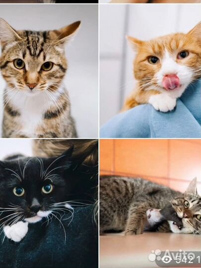 20 кошек из приюта бесплатно в добрые руки
