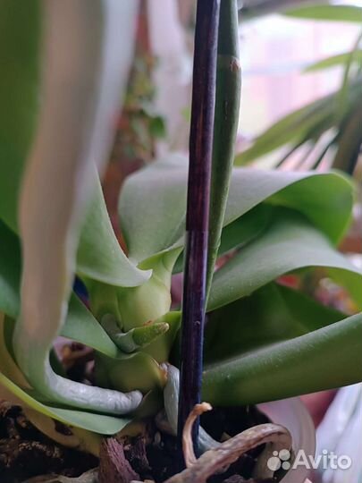 Лиодоро(взрослая детка с корнями)