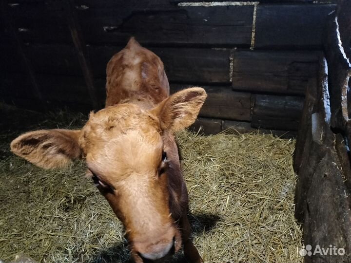 Тёлочка 1 мес