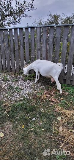 Коза дойная