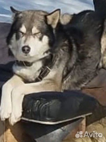 Щенки хаски от Аки Ко