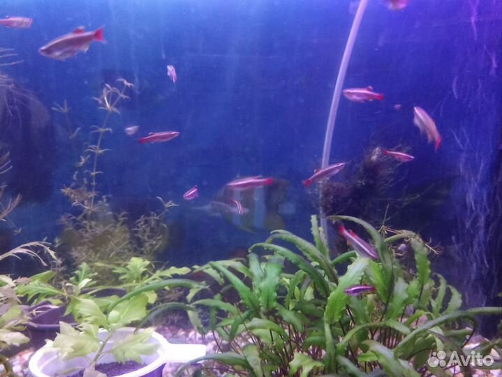 Кардинал рыбка