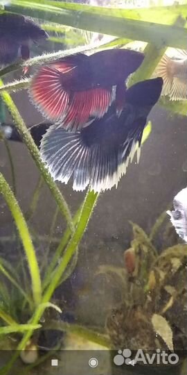 Аквариумные рыбки