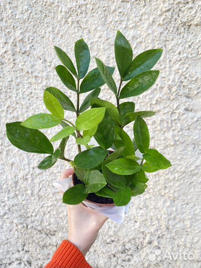 Замиокулькас