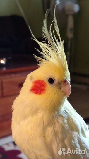 Попугай корелла