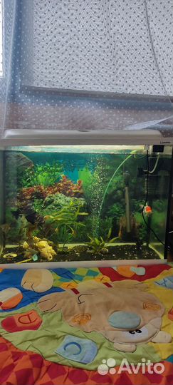 Аквариумные рыбки цихлиды