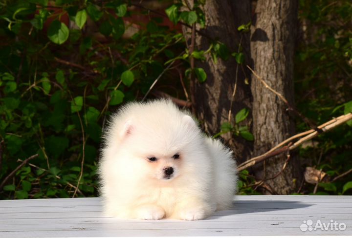 Щенки померанского шпица