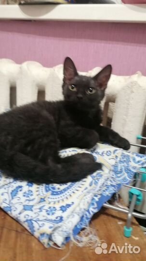 Кошки в добрые руки бесплатно