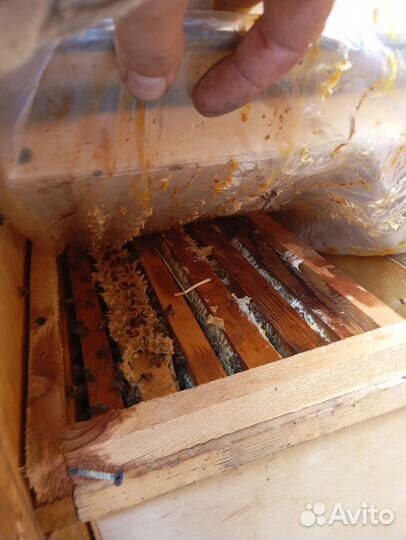 Пчелопавильон